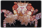 Pom Pom Crab